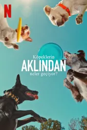 Köpeklerin Aklından Neler Geçiyor?