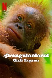 Orangutanların Gizli Yaşamı