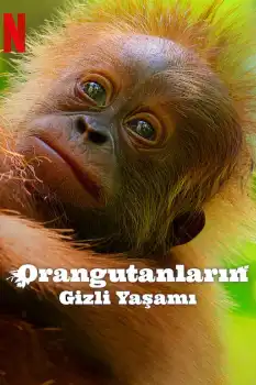 Orangutanların Gizli Yaşamı